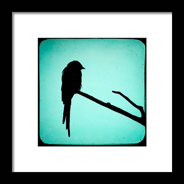 Bird Framed Print featuring the photograph Magpie Shrike Silhouette by Gary Heller