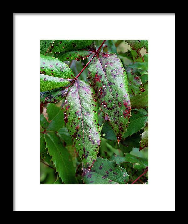 Horticulture Framed Print featuring the photograph Mahonia Rust by Geoff Kidd/science Photo Library