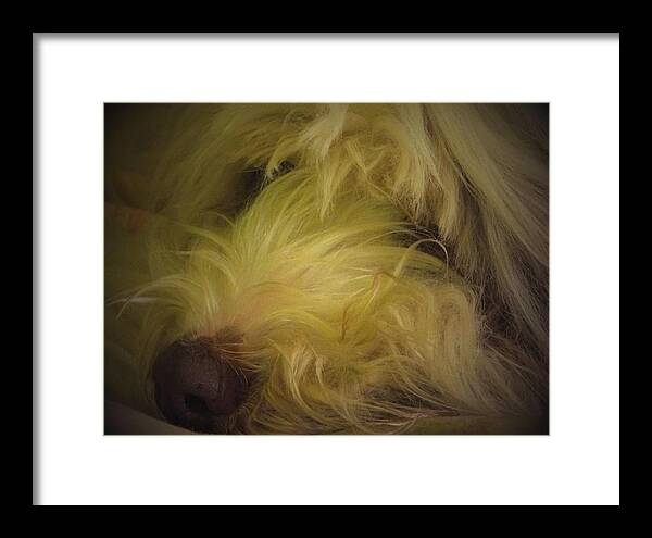 It Was A Sleepy Morning ... Framed Print featuring the photograph Maisie by Mark Alan Perry