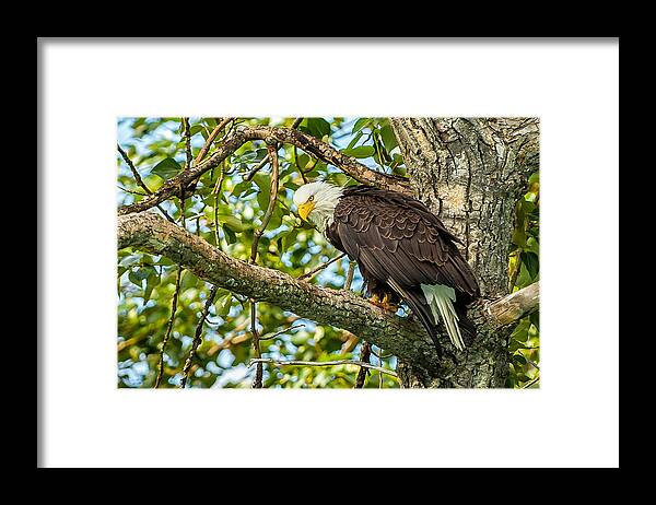 Alaska Framed Print featuring the photograph Majestic Bald Eagle by George Buxbaum