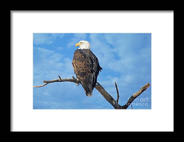 Colorado Framed Print featuring the photograph Majestic by Bob Hislop