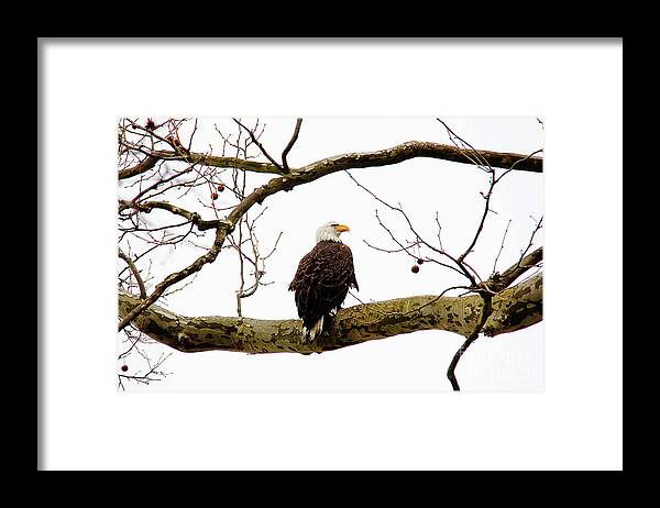 Eagle Framed Print featuring the photograph The Majestic by Trina Ansel