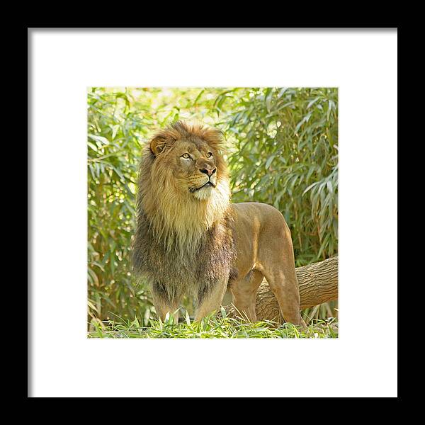 Africa Framed Print featuring the photograph Majestic by Kim Hojnacki