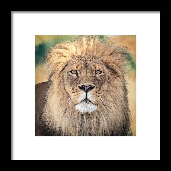 Lion Framed Print featuring the photograph Majestic King by Everet Regal