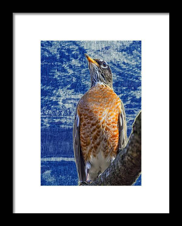 Robin Framed Print featuring the photograph Majestic Robin Blues by Bill and Linda Tiepelman