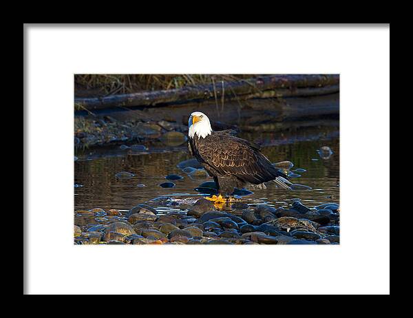 Bald Eagle Framed Print featuring the photograph Majestic by Shari Sommerfeld