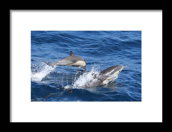 Dolphins Framed Print featuring the photograph Make a Splash by Shoal Hollingsworth