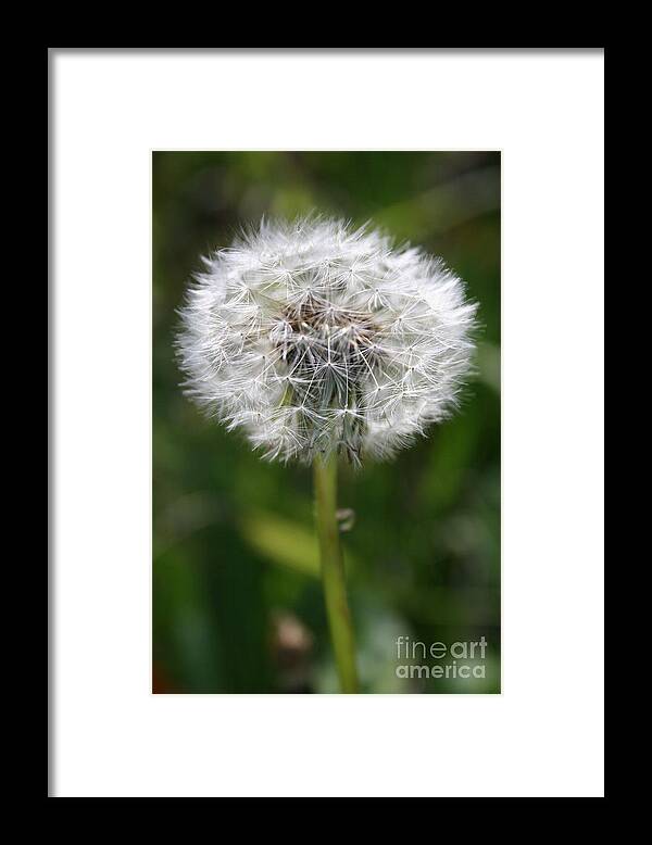 Dandelion Framed Print featuring the photograph Make A Wish by Jeanette French