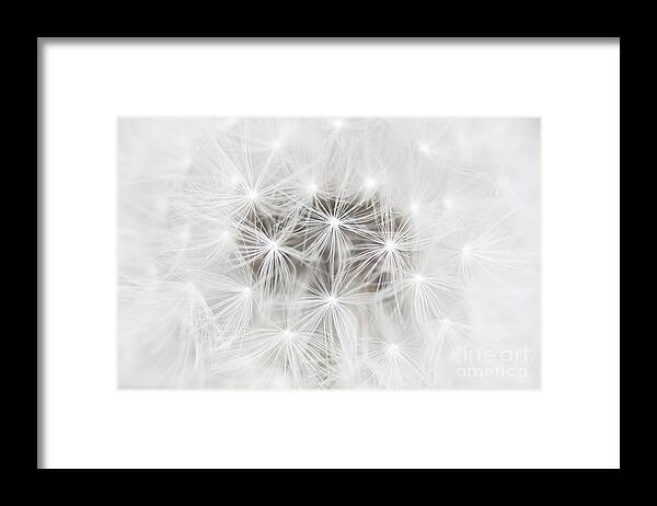 Dandelion Framed Print featuring the photograph Make a Wish by Patty Colabuono