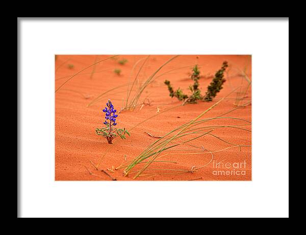 Utah Framed Print featuring the photograph Make your own Kind of Music by Jim Garrison