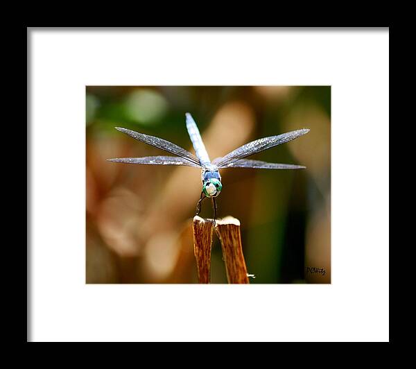 Dragonfly Framed Print featuring the photograph Made Ya Smile by Patrick Witz