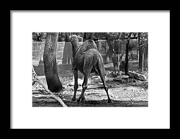 #camel Framed Print featuring the photograph Making a stand by Miroslava Jurcik