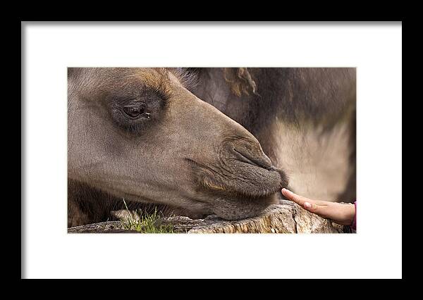 Camel Framed Print featuring the photograph Making friends by Inge Riis McDonald