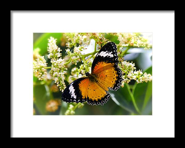 Malay Lacewing Butterfly Framed Print featuring the photograph Malay Lacewing Butterfly by Saija Lehtonen