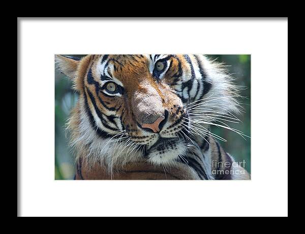 Malayan Tiger Framed Print featuring the photograph Malayan Tiger by Meg Rousher