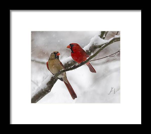 Birds Framed Print featuring the photograph Male and Female Cardinal by Ann Bridges