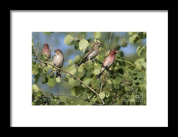 Fauna Framed Print featuring the photograph Male And Female Purple Finches by Linda Freshwaters Arndt