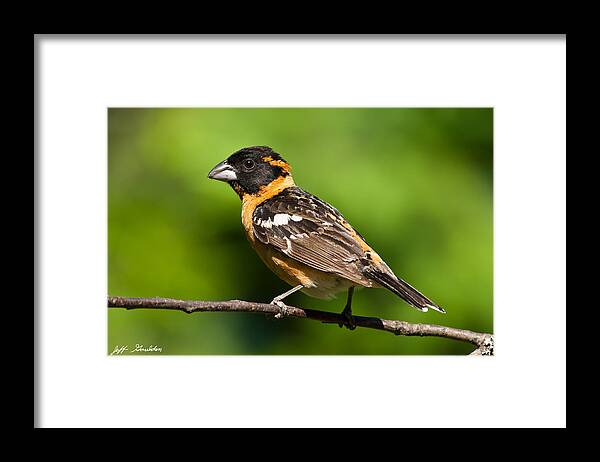 Animal Framed Print featuring the photograph Male Black Headed Grosbeak in a Tree by Jeff Goulden