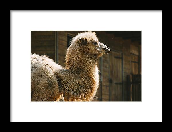 Africa Framed Print featuring the photograph Male Camel Head by Pati Photography