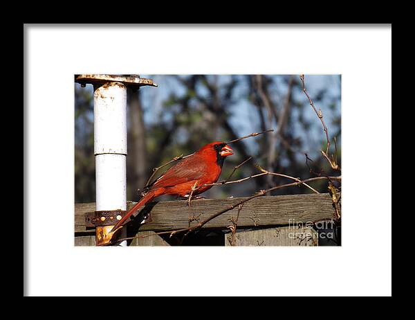 Bird Framed Print featuring the photograph Male Cardinal on Fence by Brenda Brown