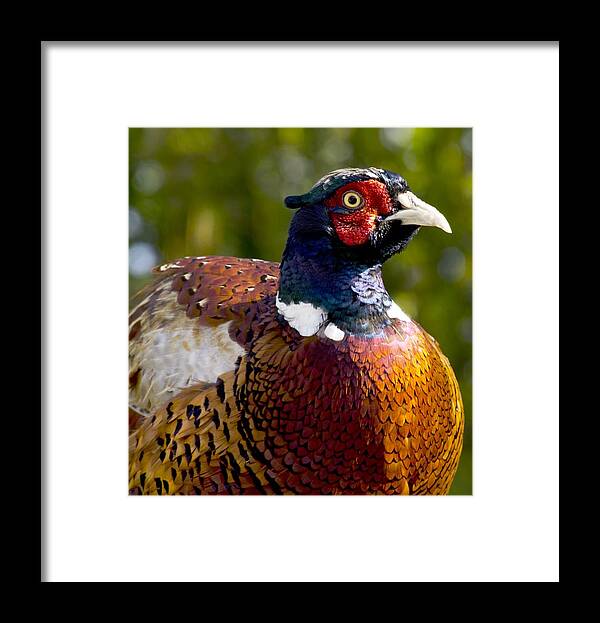 Phasianus Colchicus Framed Print featuring the photograph Male common pheasant by Science Photo Library