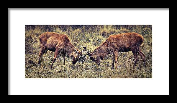 Horned Framed Print featuring the photograph Male Deer Fight by Iñigo Escalante
