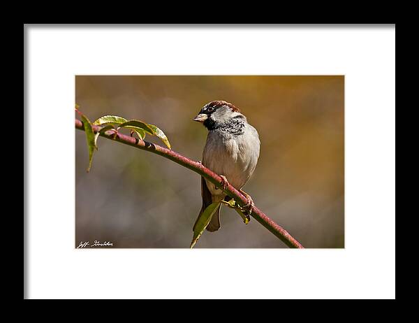 Animal Framed Print featuring the photograph Male House Sparrow by Jeff Goulden