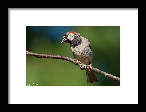 Animal Framed Print featuring the photograph Male House Sparrow Perched in a Tree by Jeff Goulden