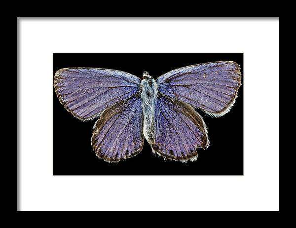 Karner Blue Butterfly Framed Print featuring the photograph Male Karner Blue Butterfly by Us Geological Survey/science Photo Library