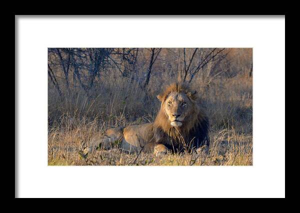 Africa Framed Print featuring the photograph Male Lion Resting at Kruger by Jeff at JSJ Photography