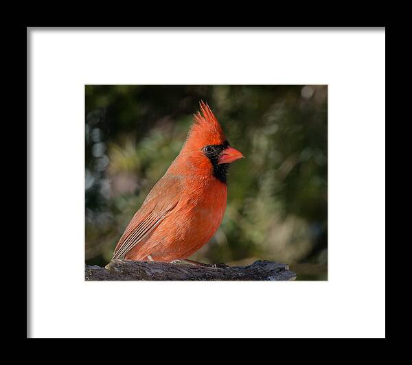 Male Northern Cardinal Close Up Framed Print featuring the photograph Male Northern Cardinal 3 by Kenneth Cole