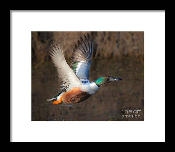 Male Framed Print featuring the photograph Male Northern Shoveler by Ronald Lutz
