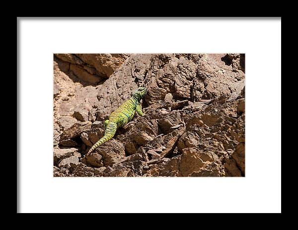 Agama Framed Print featuring the photograph Male Ornate Mastigure (uromastyx Ornata) by Photostock-israel