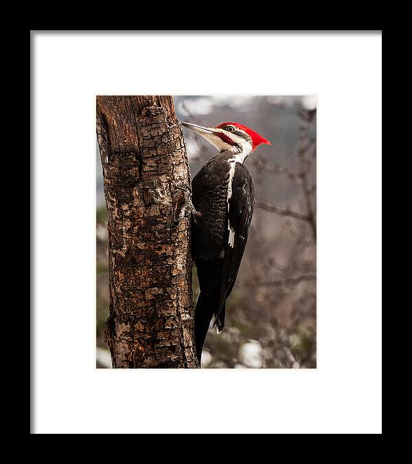 Male Pileated Woodpecker Framed Print featuring the photograph Male Pileated Woodpecker 3 by Lara Ellis