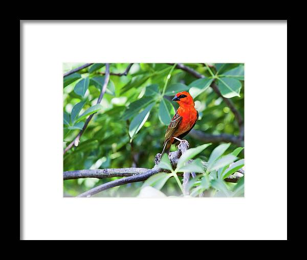 Tropical Tree Framed Print featuring the photograph Male Red Fody Bird On The Tree Branch by Stocknshares