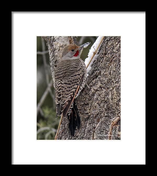 Red-shafted Northern Flicker Framed Print featuring the photograph Male Red-shafted Northern Flicker by Stephen Johnson