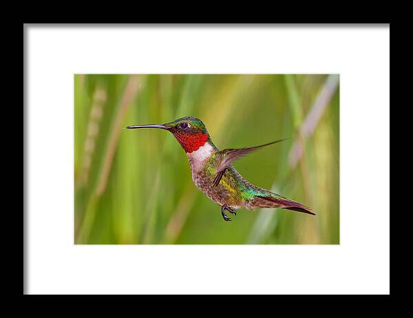 Bird Framed Print featuring the photograph Male Ruby Throated Hummingbird by John Absher