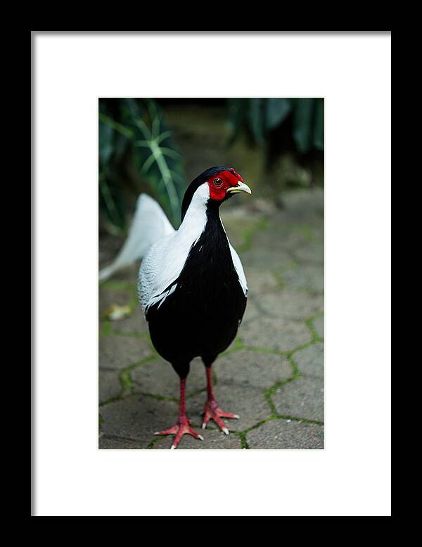 Look Framed Print featuring the photograph Male Silver pheasant by Eti Reid