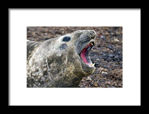 Mirounga Leonina Framed Print featuring the photograph Male Southern Elephant Seal by Steve Allen/science Photo Library