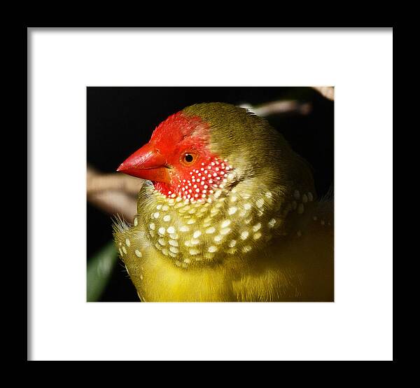 Star Finch Framed Print featuring the photograph Male Star Finch by Margaret Saheed