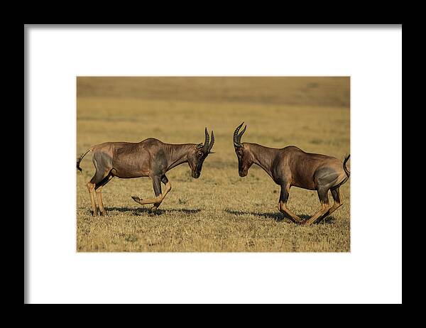 Horned Framed Print featuring the photograph Male Topis Fighting During Mating Season by Manoj Shah