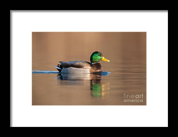 Clarence Holmes Framed Print featuring the photograph Mallard by Clarence Holmes