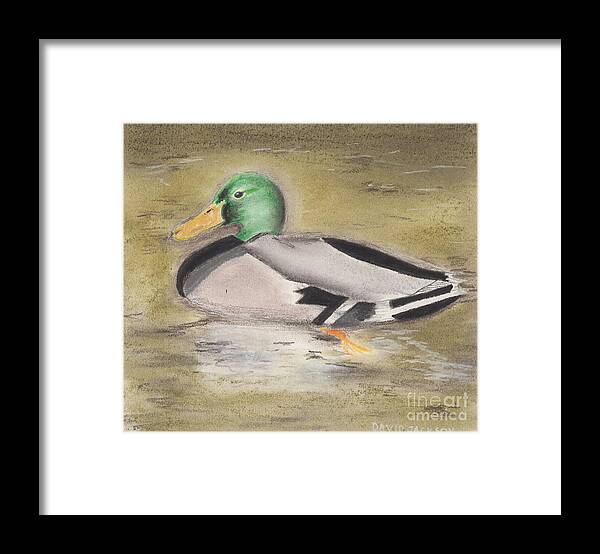 Birds Framed Print featuring the pastel Mallard by David Jackson