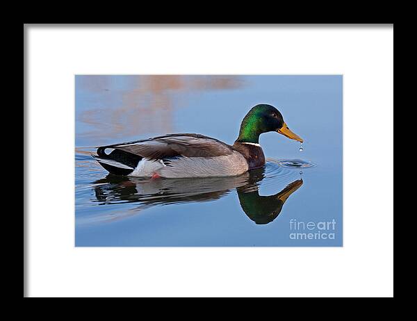 Anas Platyrhynchos Framed Print featuring the photograph Mallard Duck in Sterne Lake by Fred Stearns