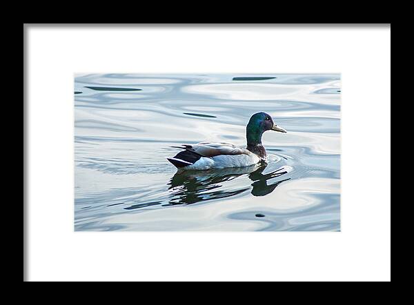 Mallard Framed Print featuring the photograph Mallard Duck on a Calm Lake by Photographic Arts And Design Studio