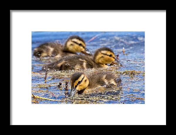 Mallard Ducks Framed Print featuring the photograph Mallard Ducklings by Kathleen Bishop
