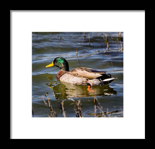 Duck Framed Print featuring the photograph Mallard in pond by John Johnson
