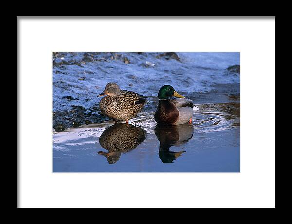 Mallard Duck Framed Print featuring the photograph Mallard Pair by Paul J. Fusco