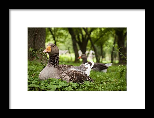Goose Framed Print featuring the photograph Mama Goose by Elizabeth Gray