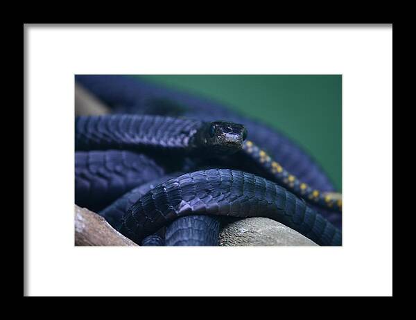Animal Themes Framed Print featuring the photograph Mamba snakes by Michele D'Amico supersky77